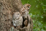 Tawny Owl Male and Female