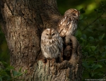 Tawny Owl Male and Female