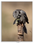 Nortern Hawk Owl